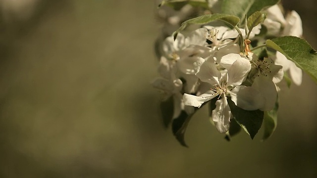 苹果园里正开着花视频素材