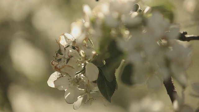 苹果园里正开着花视频素材