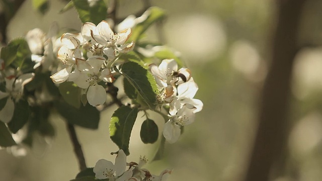 苹果园里正开着花视频素材