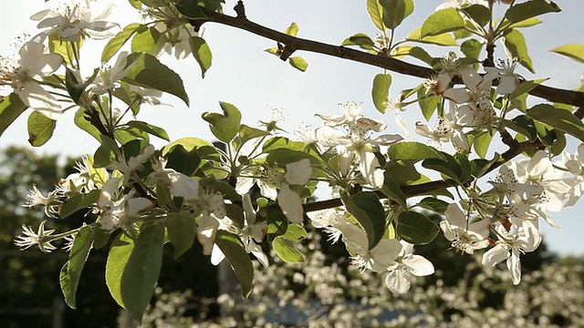 苹果园里正开着花视频素材