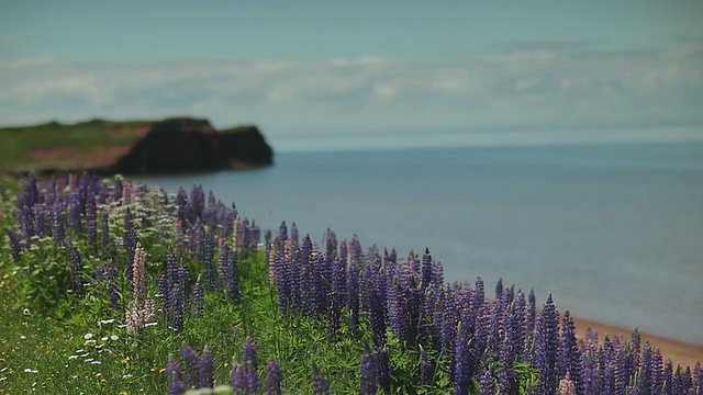 海边有许多花视频素材