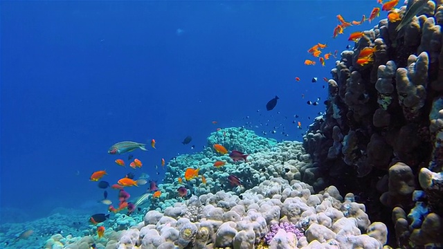 在红海珊瑚礁上的海金鱼视频素材