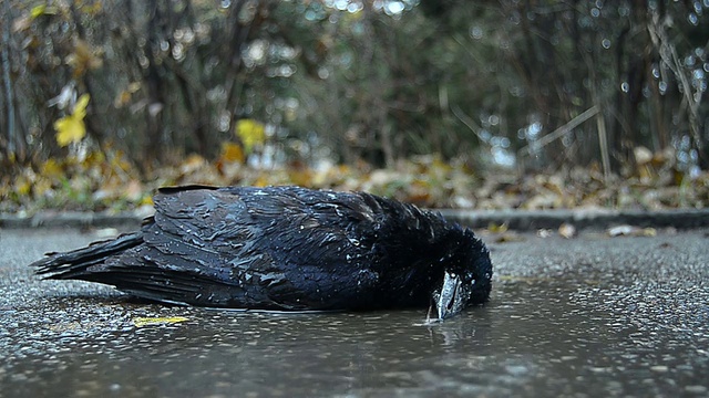 死乌鸦视频素材