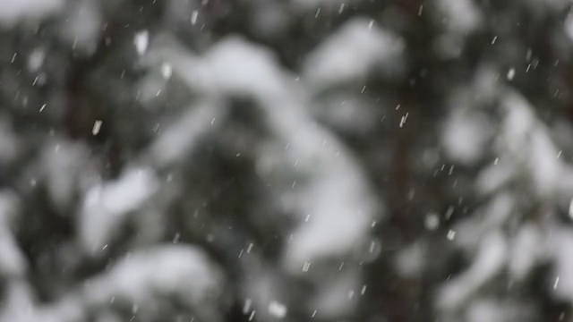 森林降雪视频下载