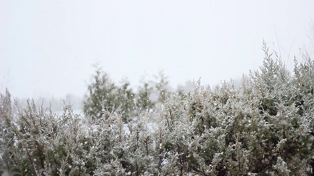 森林降雪视频下载