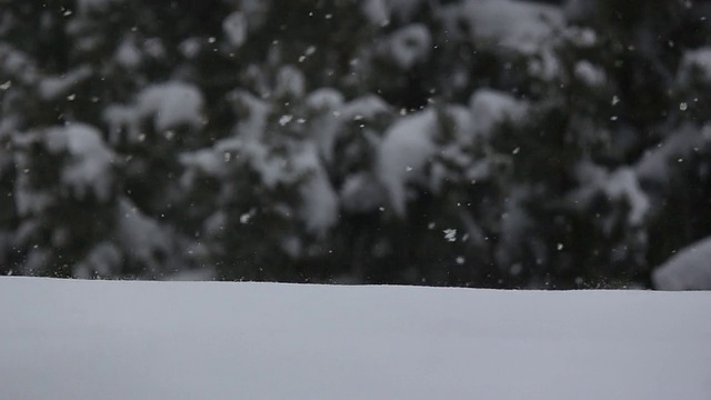 森林降雪视频下载