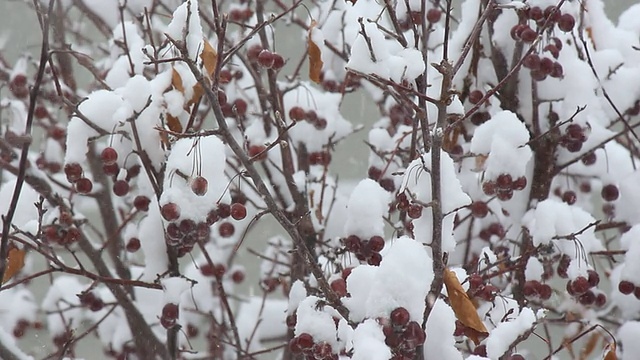 森林降雪视频下载