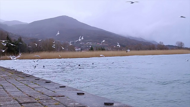 水鸟+声音视频素材