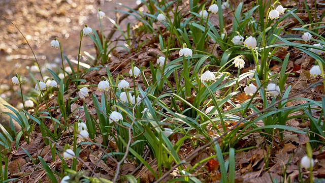 R/F DS雪花莲生长的小溪视频素材