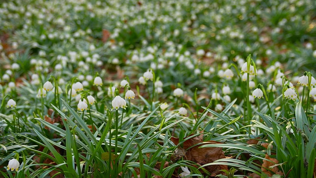 DS雪花莲林间空地视频素材