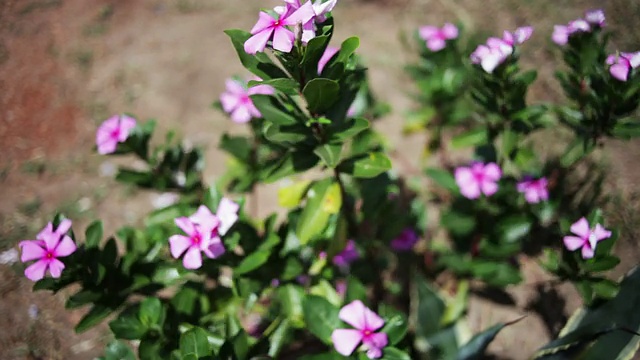 野生小长春花花视频素材