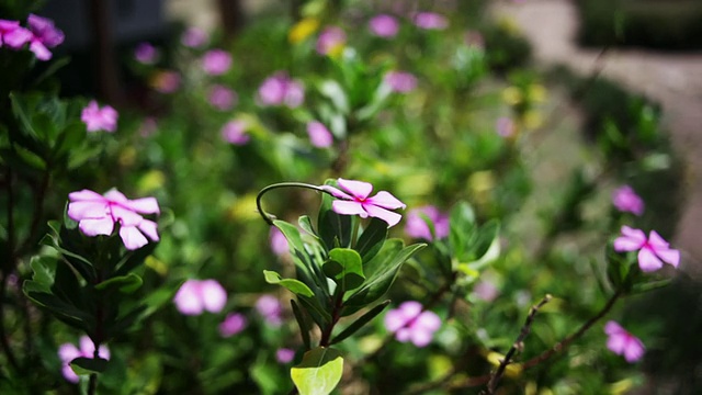 小长春花花视频素材