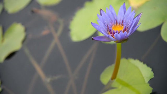 莲花视频素材