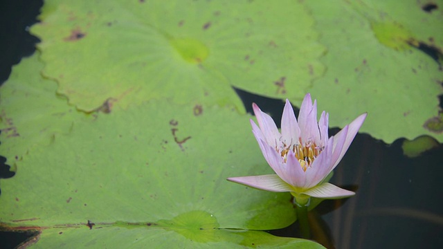 莲花视频素材