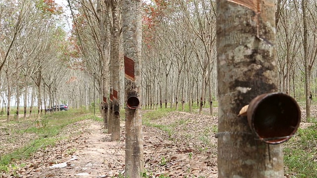 橡胶树，印度产乳胶视频素材