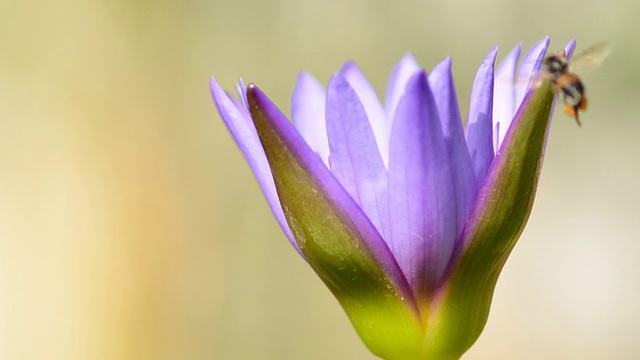 紫莲花盛开在时光流逝视频素材