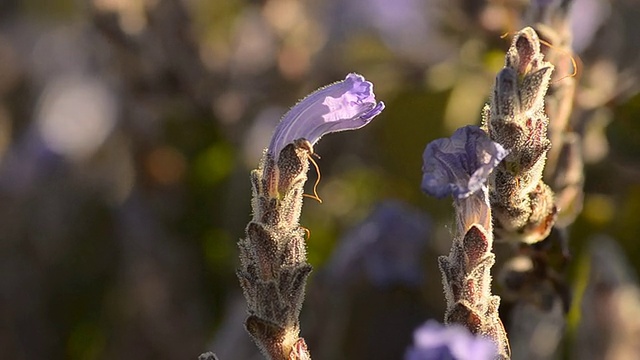 秋天开花的蜜蜂头视频素材