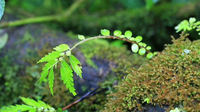 蕨类植物。视频素材