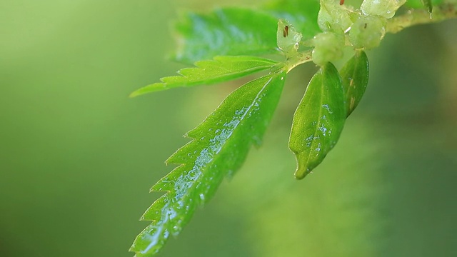 蕨类植物。视频素材