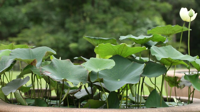 莲花。视频素材