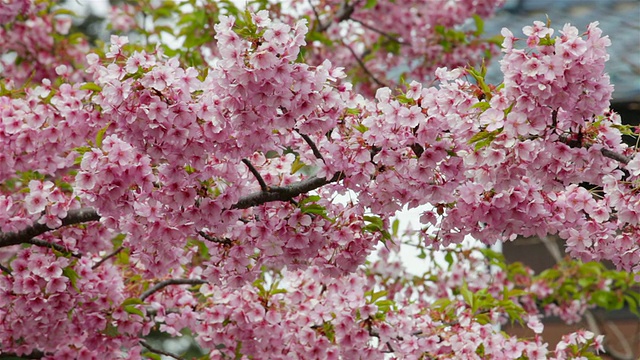 日本樱花视频素材