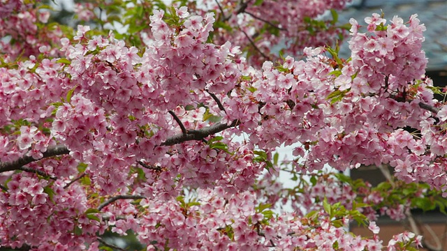 日本樱花视频素材