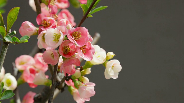 日本贴梗海棠开花视频素材