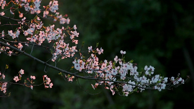 樱花视频素材