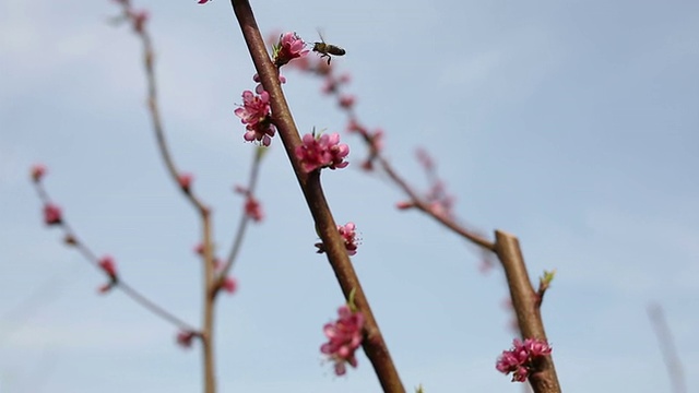 蜜蜂在花朵视频素材