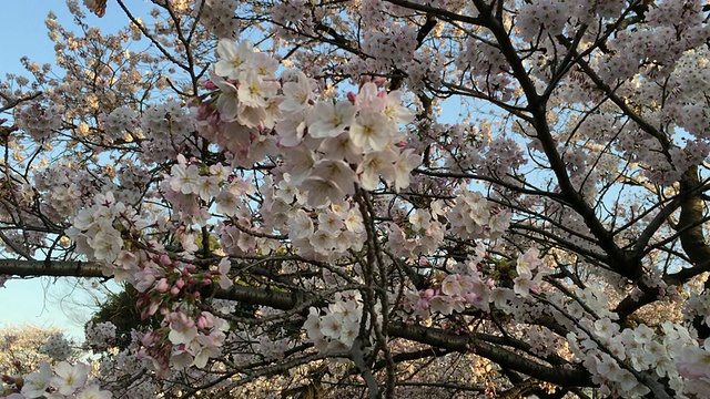 东京千鸟渊的樱花视频素材