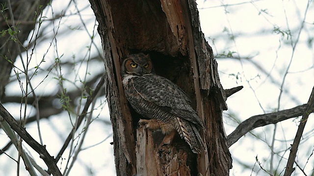 MS拍摄到一只大角猫头鹰(Bubo virginianus)在喂完她的3只猫头鹰后飞出巢视频素材