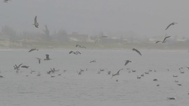 海鸥视频素材