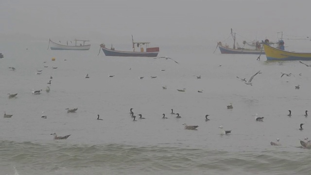 海鸥视频素材