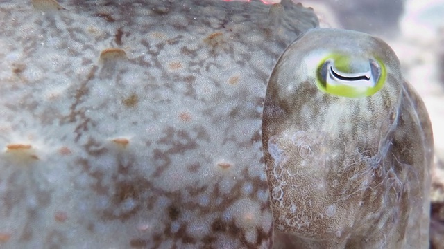 Cuttlefish, Sipadan，马来西亚视频素材