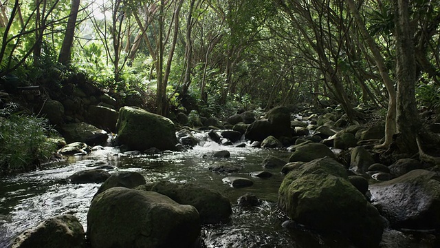 岩石上的热带河水视频素材