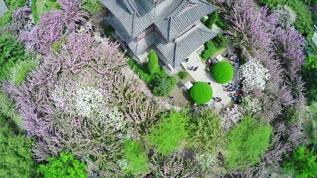 中国西安青龙寺周围的樱花和树木鸟瞰图。视频素材