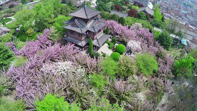 中国西安青龙寺周围的樱花和树木鸟瞰图。视频素材