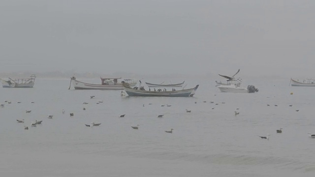 海鸥视频素材