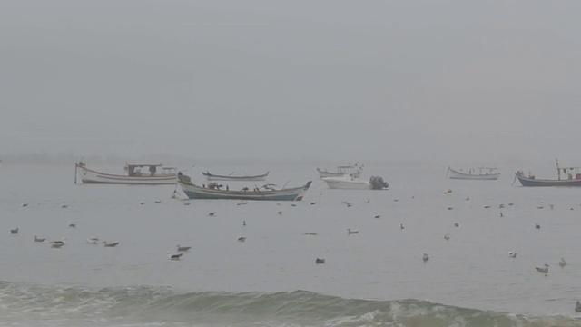 海鸥视频素材