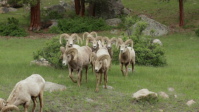 MS拍摄的大角绵羊(Ovis canadensis)在5月初走出森林视频素材