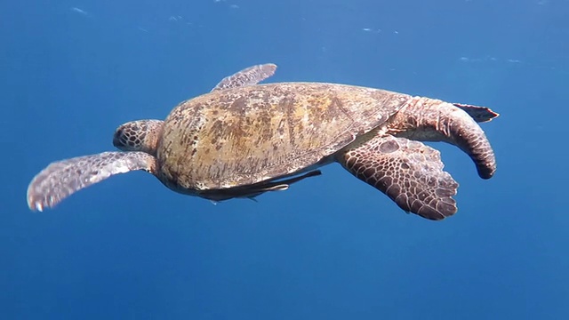 雄性海龟视频素材