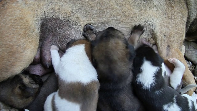 母乳喂养的小狗视频素材