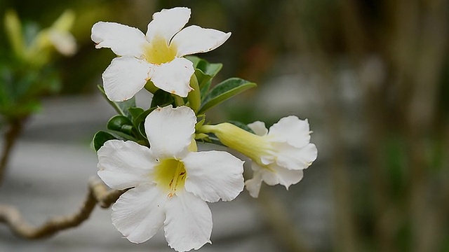 沙漠玫瑰花朵视频素材