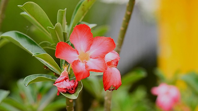 沙漠玫瑰花朵视频素材