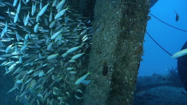 歌利亚石斑鱼产卵季节视频素材