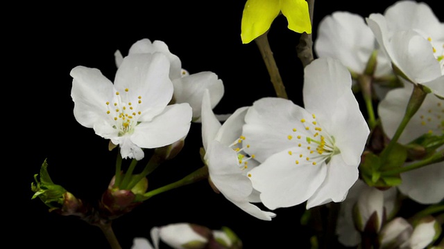 盛开的花视频素材