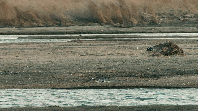 普拉特河(Medium Shot Platte River)在空旷的沙洲周围流动，沙丘鹤在这里休息，进行一年一度的迁徙。视频素材