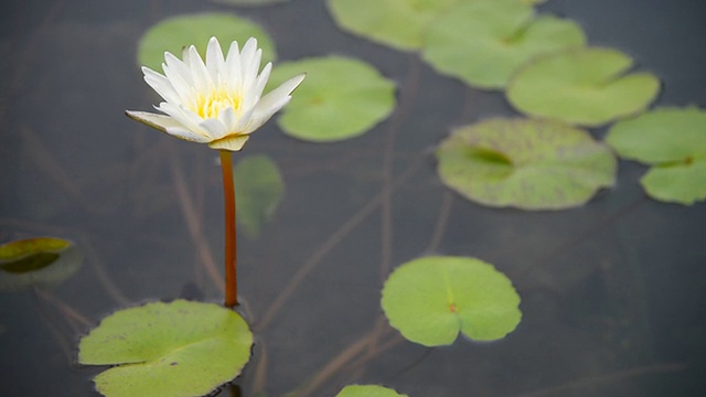 莲花视频素材