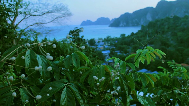 在海上风,树叶视频素材