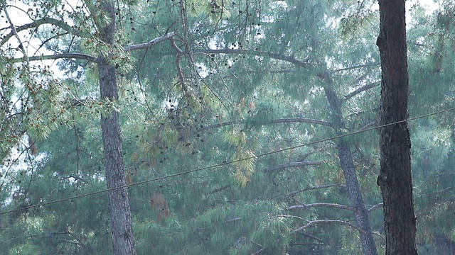 雨在森林。视频下载